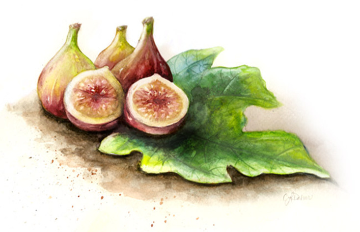 watercolor of figs by Caryn Dahm